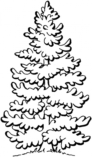 Beautiful Pine Tree coloring page | Super Coloring
