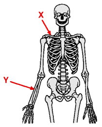 Blank Human Skeleton Diagram - ClipArt Best
