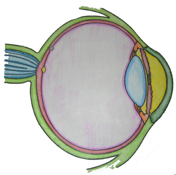 Key to the Anatomy of the Eye (Coloring)