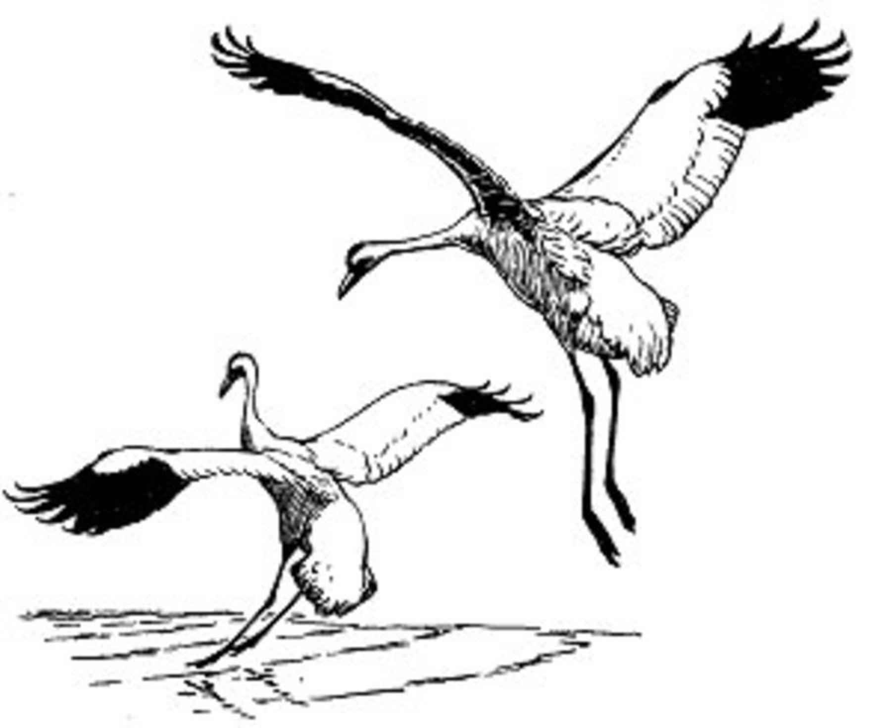 File:Whooping cranes birds illustration.jpg