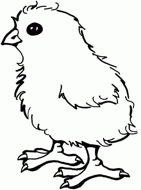 baby chicks coloring pages - photo #31