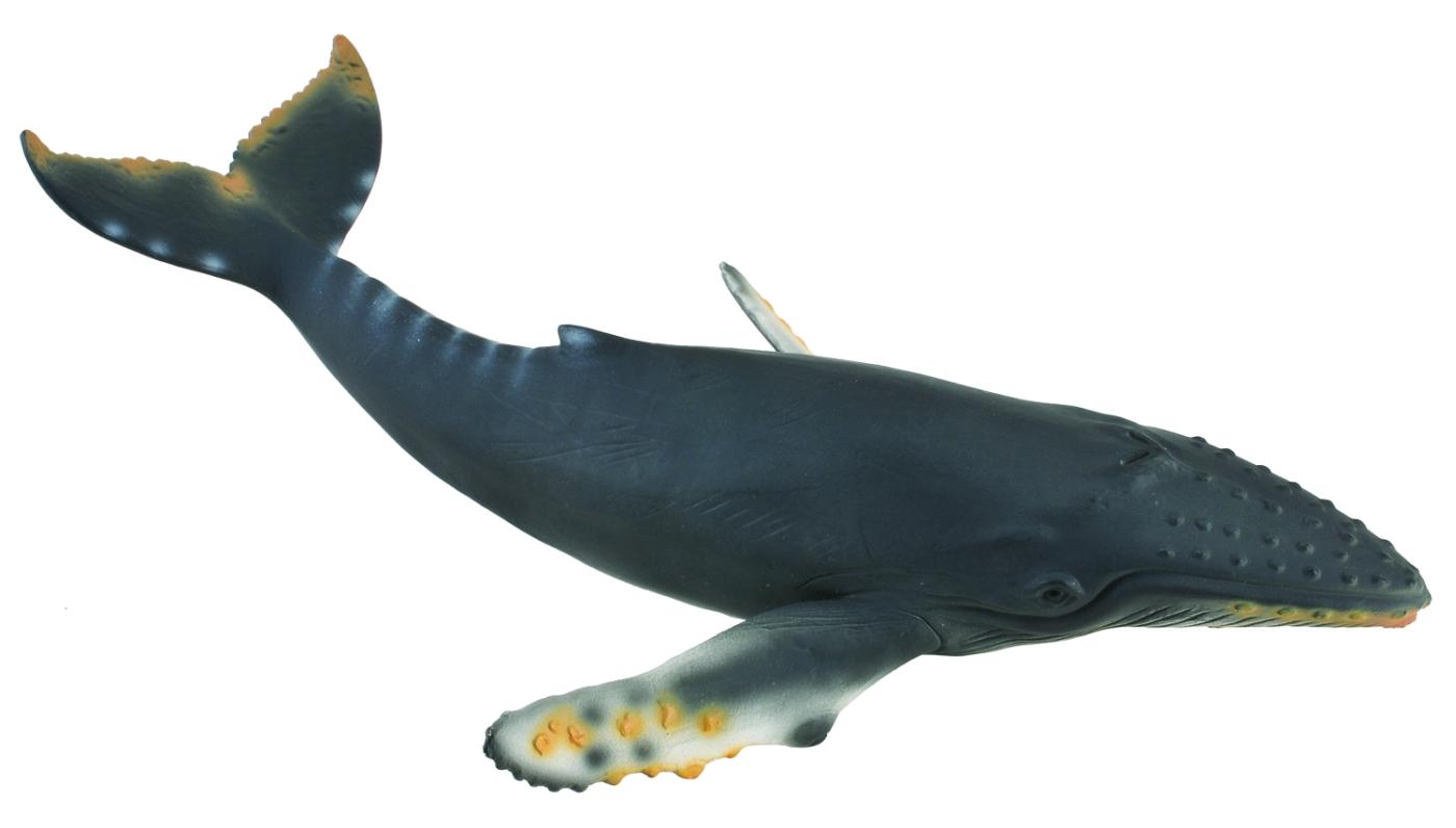 Humpback Whales – Beautiful Giants of the Sea