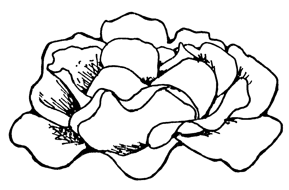 Rose Clip Art Black And White