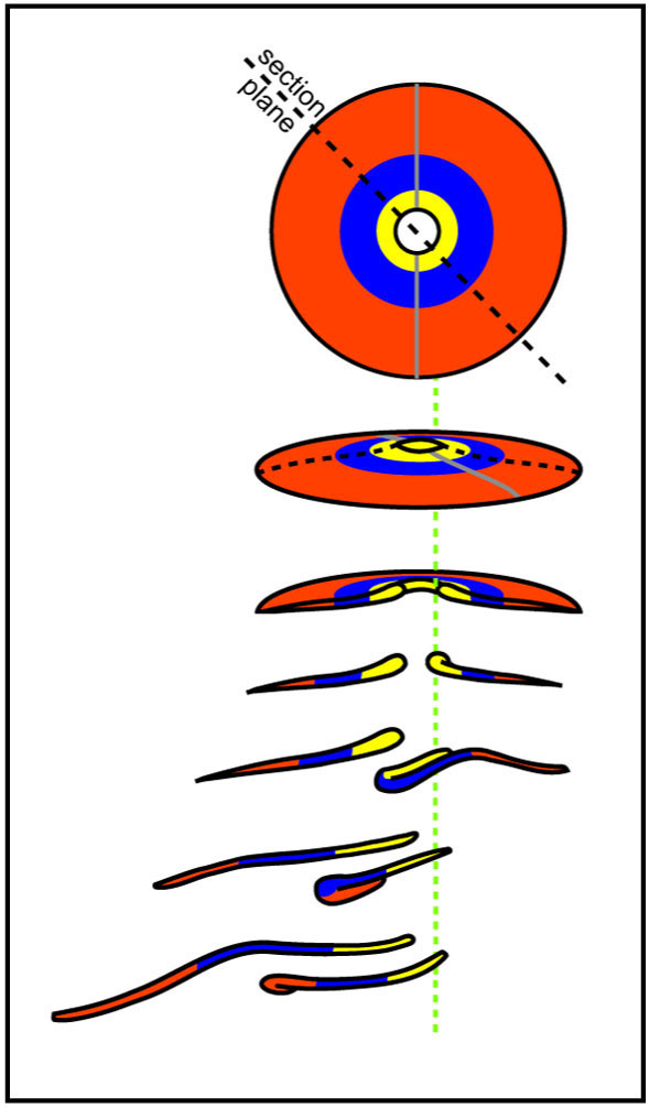 How the Heart Takes Form: - ClipArt Best - ClipArt Best