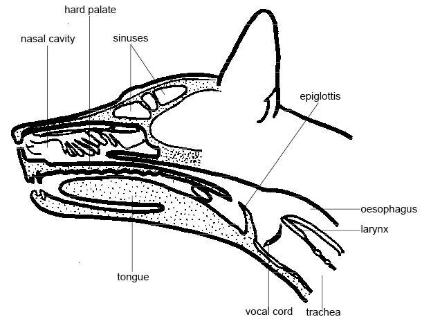 Anatomy and Physiology of Animals/The Gut and Digestion ...