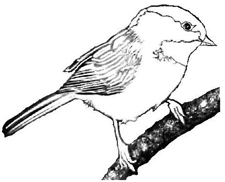 chickadee Colouring Pages