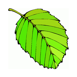 Free animated clipart green leaf