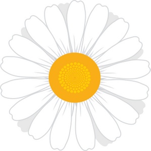 Daisy Clipart Image - White Daisy Flower