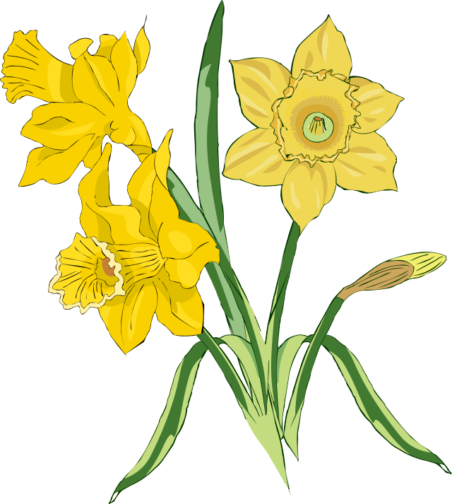 free clip art daffodil flowers - photo #37