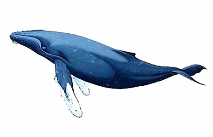 humpbackwhales - Introduction
