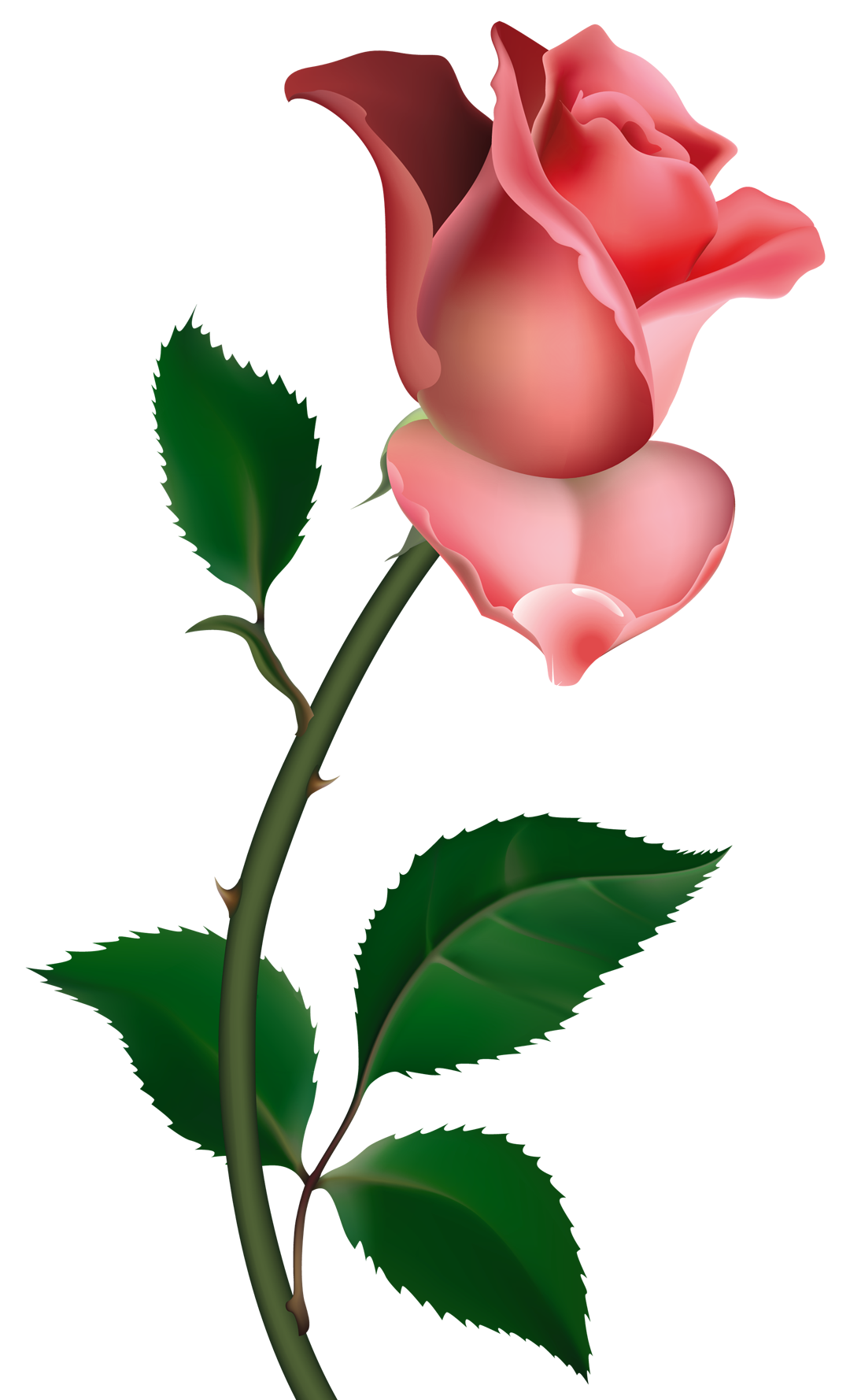 clipart roses pictures - photo #16