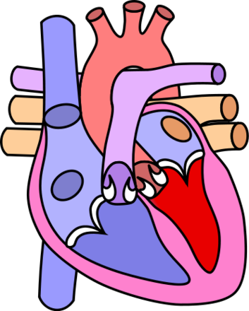 Heart Diagram Empty Clipart - Free to use Clip Art Resource