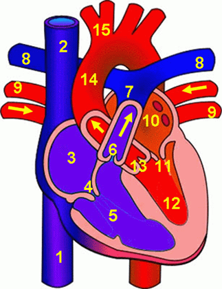 Blank Diagram Of Heart Parts - ClipArt Best