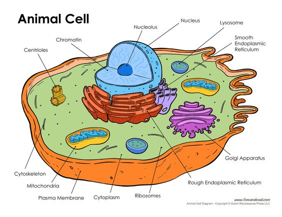 Animal cell and Animals