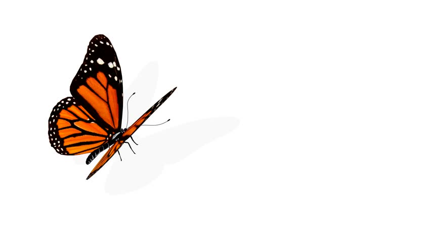 Butterfly Animation Stock Footage Video 159100 - Shutterstock