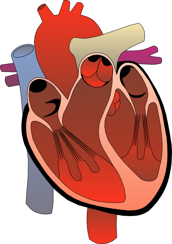 Cartoon Human Heart Clipart