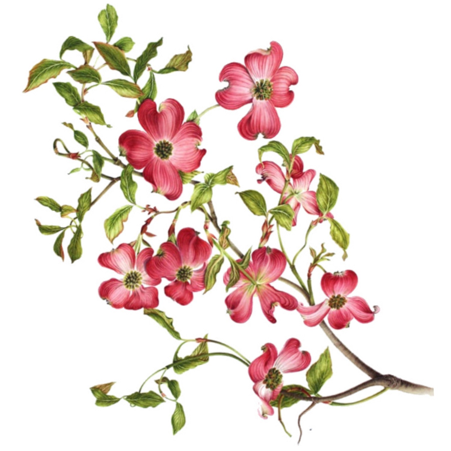 Dogwood Clipart - Tumundografico