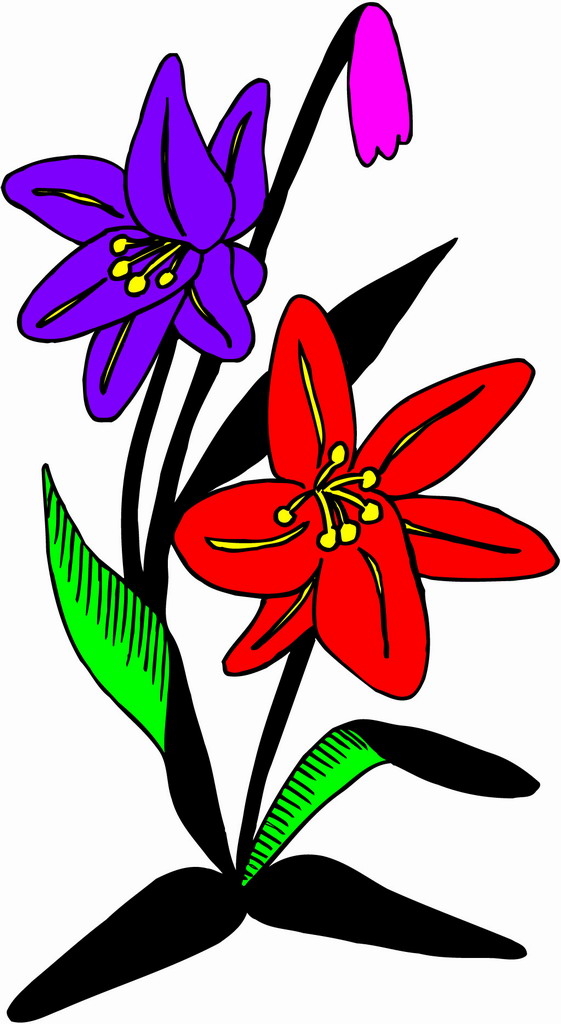 Cartoon carnation flower pictures Trees and Flowers Pictures