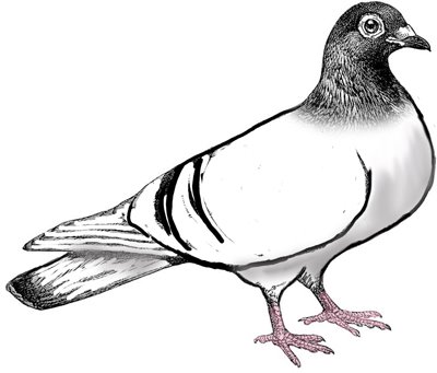 Pigeon Clip Art - Images, Illustrations, Photos