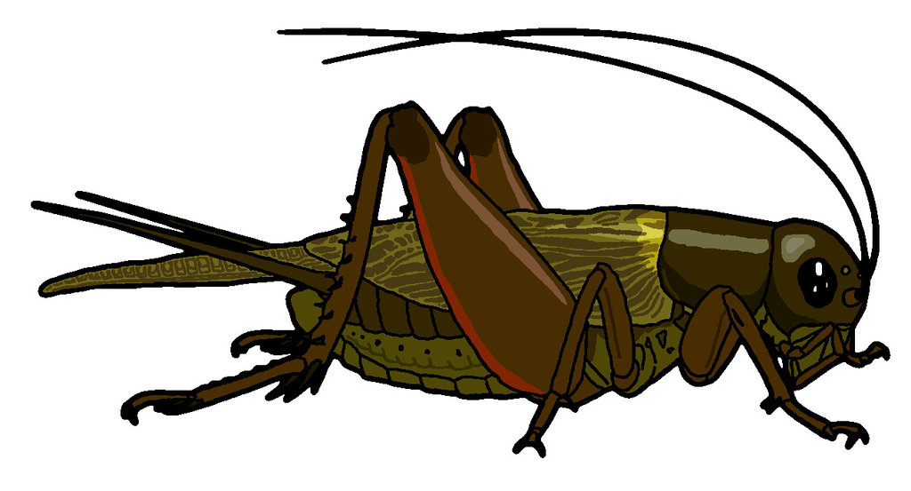 Field cricket Clip Art Style by MisterBug on DeviantArt