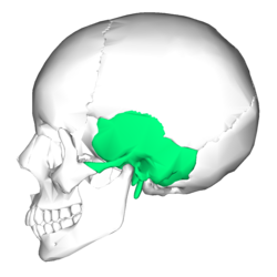 422 views Temporal bone - Wikipedia