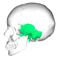 Temporal bone - Wikipedia