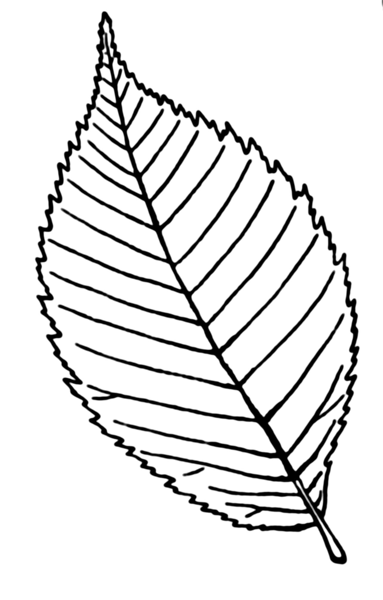 Leaf Line Drawing