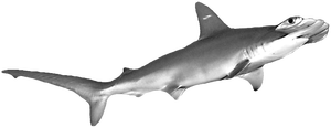 The Carolina Hammerhead Shark