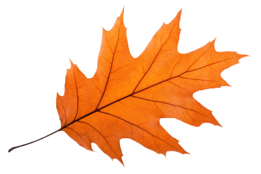 clip art oak leaf silhouette - photo #43