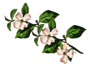 clipartflowersdogwood