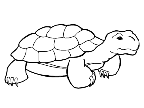 Turtle Shell Drawing - ClipArt Best