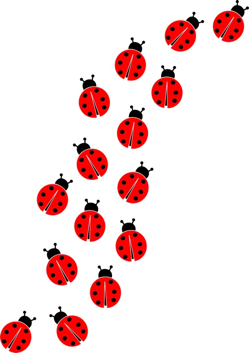 ladybug border clip art - photo #5