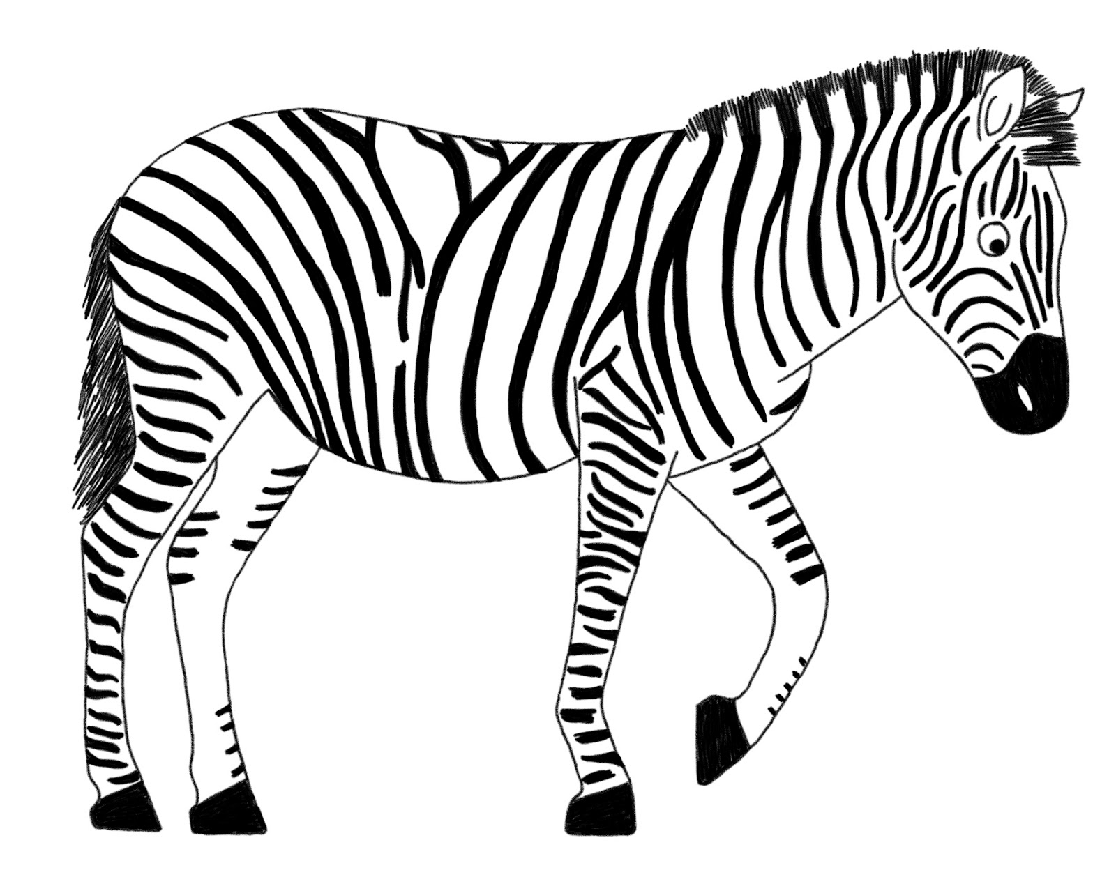 Zebra Line Drawing - ClipArt Best