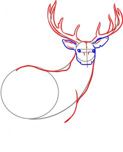 How to Draw a Deer, Step by Step, forest animals, Animals, FREE ...