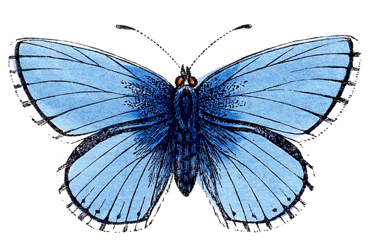 Blue Butterflies Images ClipArt Best