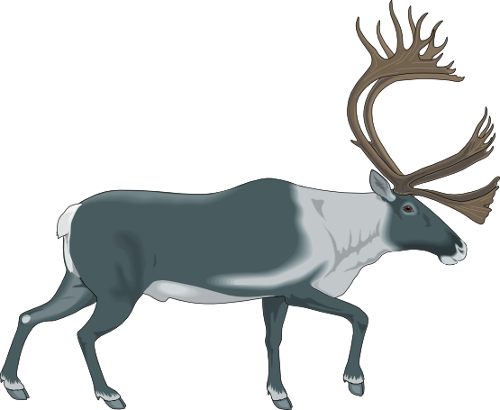 Reindeer Raindeer Animal 7 Christmas Xmas Coloring Book Colouring ...