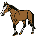 horse33
