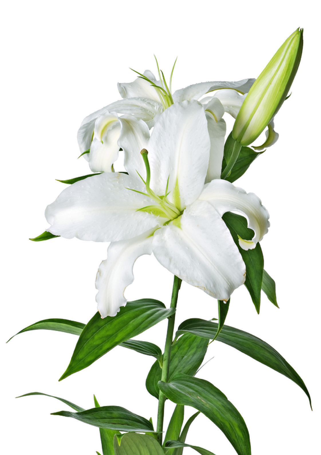 easter lilies free clipart - photo #10