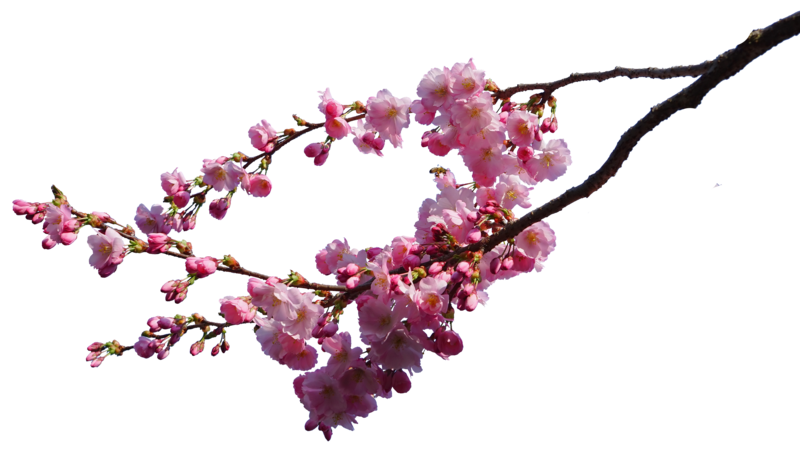cherry blossom branches png STOCK by AStoKo on DeviantArt