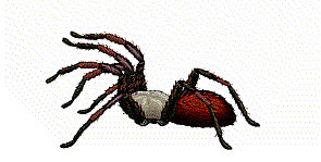 Cool Animated Spider Gif Images at Best Animations