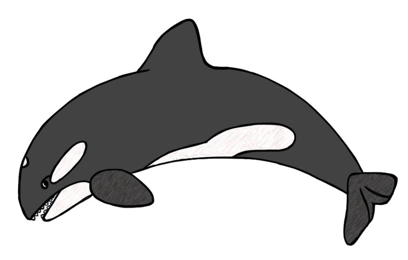 Killer Whale Clip Art Clipart - Free to use Clip Art Resource