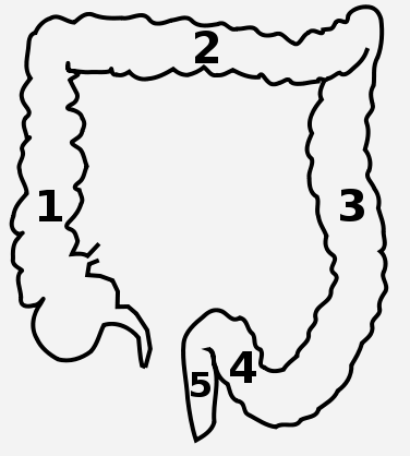 Small Intestine Diagram - ClipArt Best