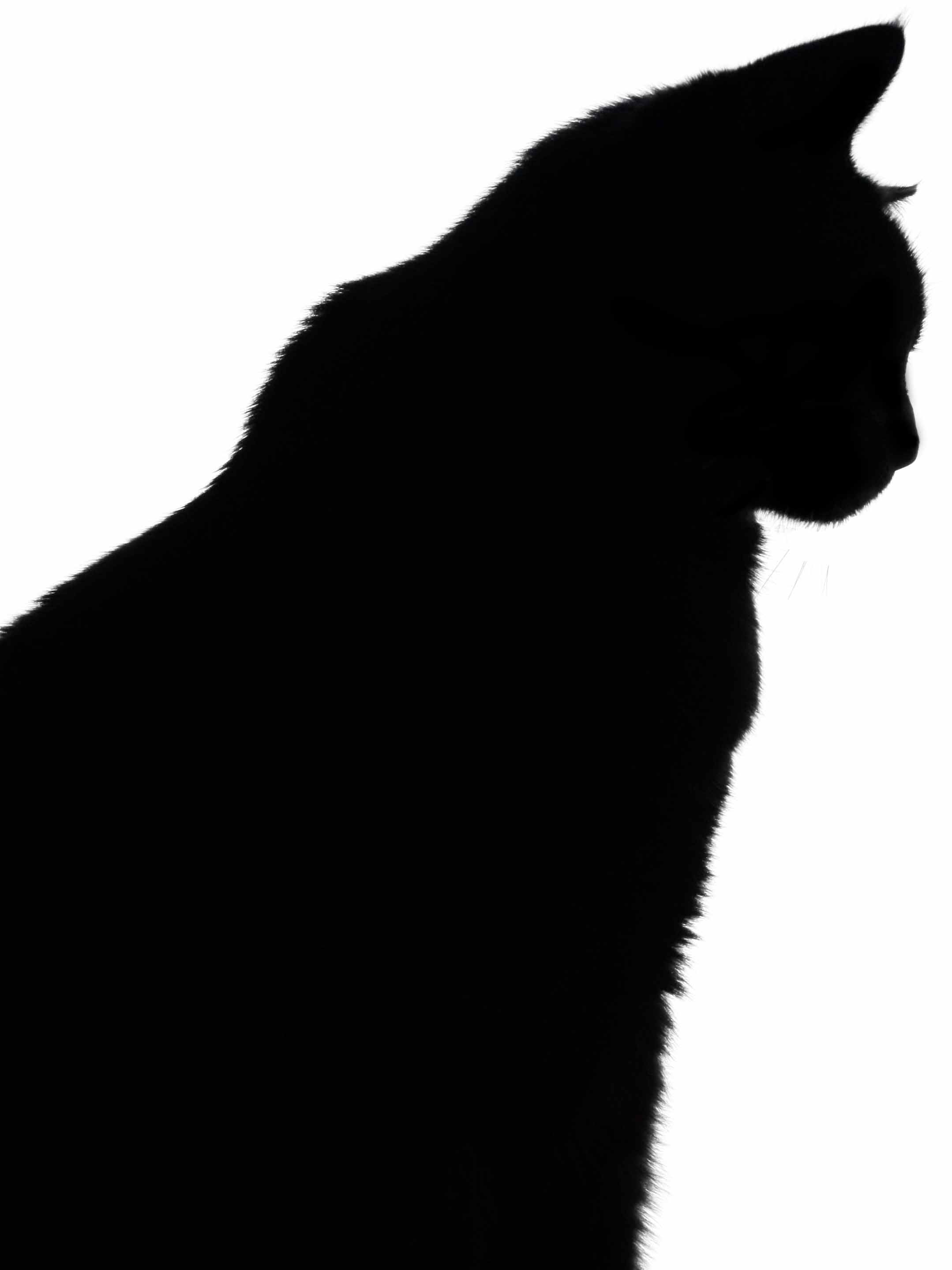 clipart image silhouette of a cat - photo #41