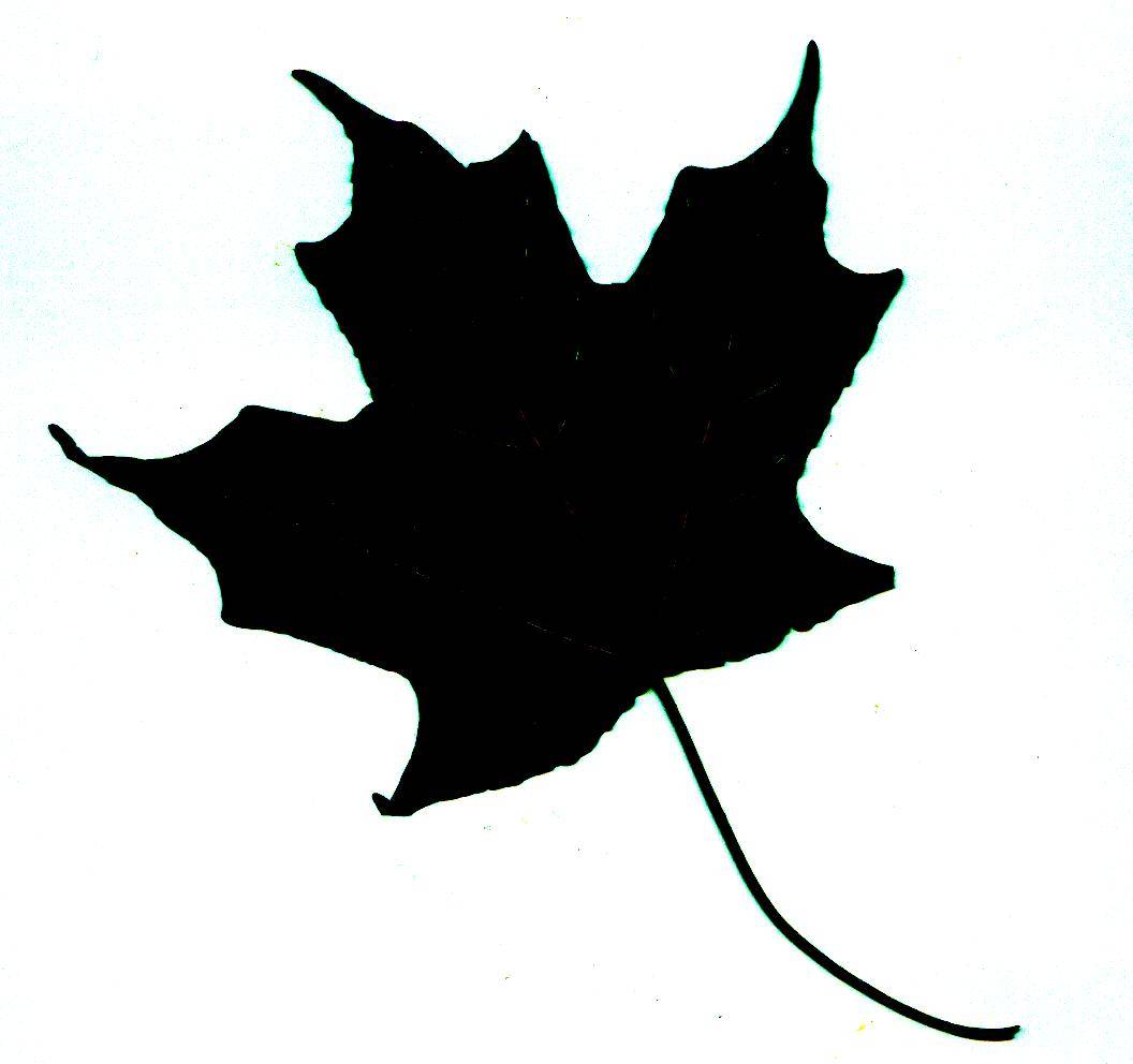 Silhouettes Maple Leaf