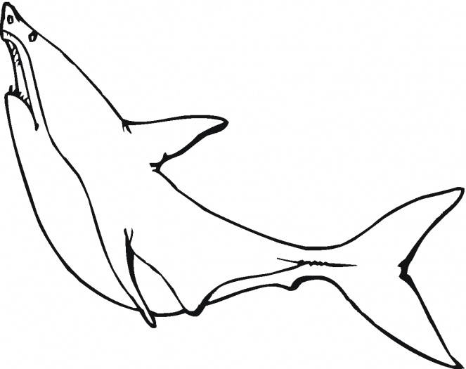 Great White Shark Outline coloring page | Super Coloring