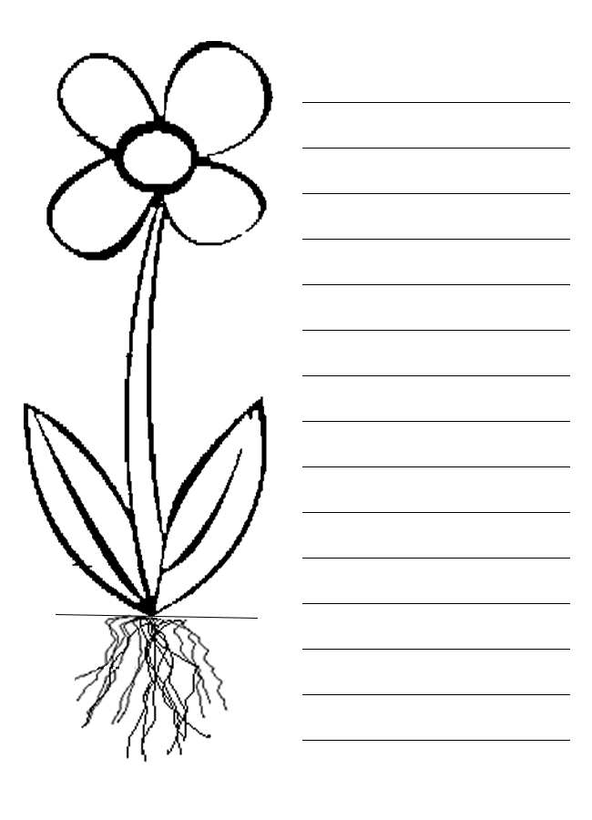 parts of a plant coloring pages - photo #26