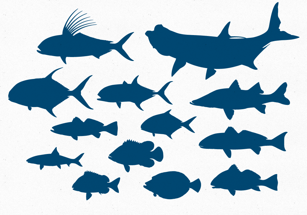 Free Vector File – 13 Inshore Game Fish Silhouettes | The Creative ...