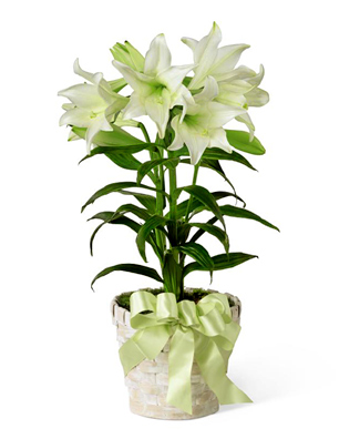 1000+ images about Easter Lilies | Valentines ...