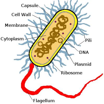 Bacteria Diagram Labeled & Bacteria Diagram Labeled Clipart Best