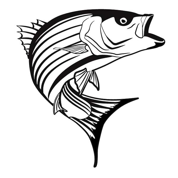 Striper Bass Fish Coloring Pages | Best Place to Color